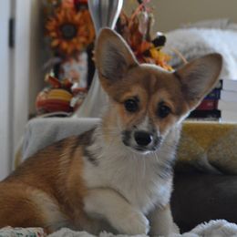 Shasta - Red female Pembroke Welsh Corgi puppy in Oswego, Kansas from Wind Dial Farm