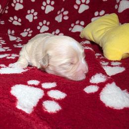 Rudolph - Cream male Havanese puppy in Decatur, Alabama from LaBeouf Havanese’s