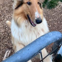 Bonnie - Collie