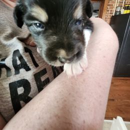 Argo - Black and white male Border Collie puppy in New Oxford, Pennsylvania from The Weekend Farm