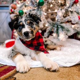 Australian Shepherd Puppies from Diamond Aussies N the Rough