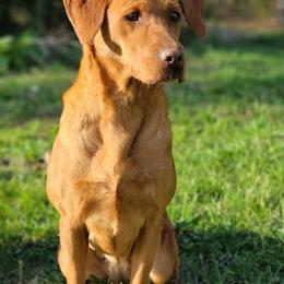Labrador Retrievers from Lady Oak Labradors