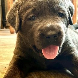 Labrador Retrievers from Jay Family Labs