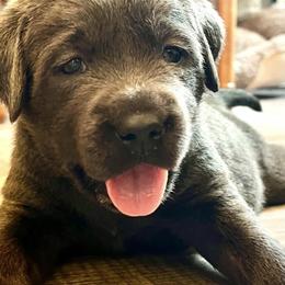 Labrador Retrievers from Jay Family Labs