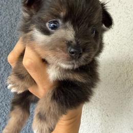 Pixie - Lavender female Pomeranian puppy in Costa Mesa, California from Wheresmil0