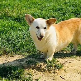 Oakley - Red and white female Cardigan Welsh Corgi puppy in Kerens, West Virginia from Leather & Lace