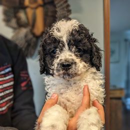 Boy 7 - Black and white Bernedoodle puppy in Ohio from Mini Doodle Buddies