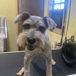 Max - Miniature Schnauzer