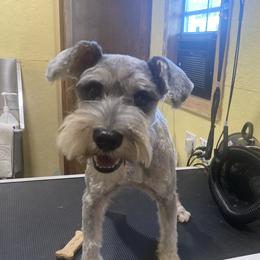 Max - Miniature Schnauzer