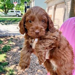 Finn - Red male Cockapoo puppy in Denver, Pennsylvania from Greenview Puppies