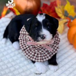 Favor - Tri-color female Bernedoodle puppy in Orange, Texas from Walk with Me Doodles