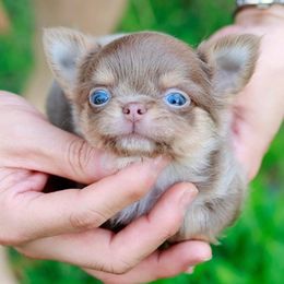 Chihuahua and Pomeranian Puppies from Exotic City Pomeranians