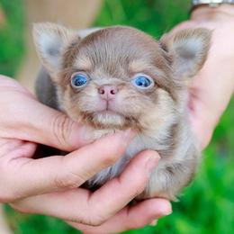Chihuahua and Pomeranian Puppies from Exotic City Pomeranians