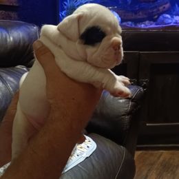 Bulldog Puppies from Baggy Bulldogs of Amarillo