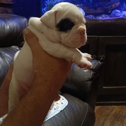 Bulldog Puppies from Baggy Bulldogs of Amarillo