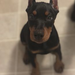 Doberman Pinscher and Labrador Retriever Puppies from Mississippi K9 Kennel