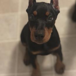 Doberman Pinscher and Labrador Retriever Puppies from Mississippi K9 Kennel