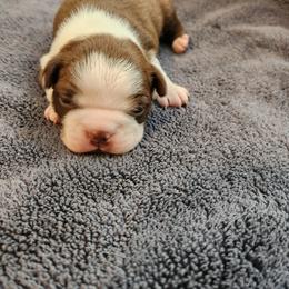 Boston Terrier Puppies from Bostic's bostons