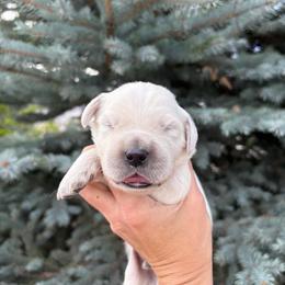 Boy 4 - Light golden male Golden Retriever puppy in Utah from Deseret Peak Goldens