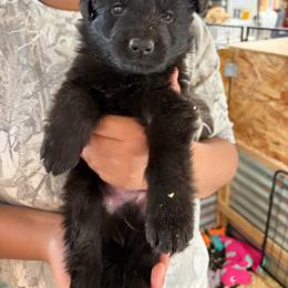 Teal was Collar - Black and red male German Shepherd puppy in Puyallup, Washington from Majestic Royal German Shepherd’s