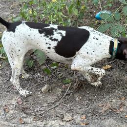 German Shorthaired Pointers from County Line Pointers