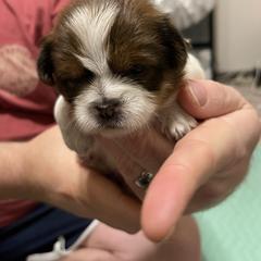 Shorkie Puppies from Strong Puppies