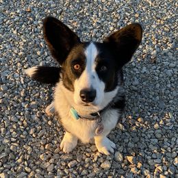 Cardi B - Cardigan Welsh Corgi