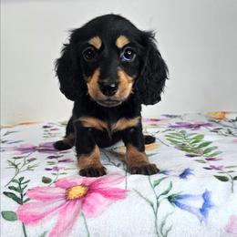 Black and tan female (2673.80) - Black and tan female Dachshund puppy in Belle Rive, Illinois from Akin's Miniature Dachshunds, LLC