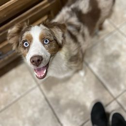 Paisley - Toy Australian Shepherd