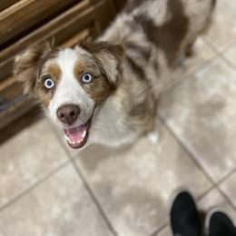 Paisley - Toy Australian Shepherd