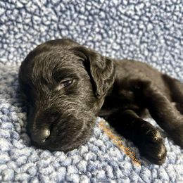 Goldendoodle and Poodle Puppies from SnickerDoodlePups