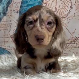 Ziva's Chocolate and Cream Dapple girl - Dapple female Dachshund puppy in Kalama, Washington from Dazzling Doxies