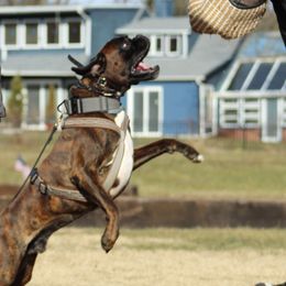 Boxers from Boxer of House Bairon