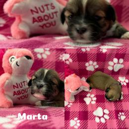 Marta - Red gold female Lhasa Apso puppy in Cincinnati, Ohio from Shangri-La Lhasa Apsos