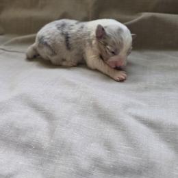Jessie - Slate merle female Border Collie puppy in Ripley, Oklahoma from Adventure5 Border Collies