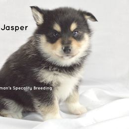 Pomeranian and Pomsky Puppies from Spillman's Specialty Breeding