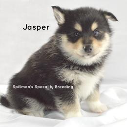 Pomeranian and Pomsky Puppies from Spillman's Specialty Breeding