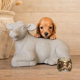 SULLY - Red male Dachshund puppy in Greenfield, Ohio from Buck Run Creek Dachshunds