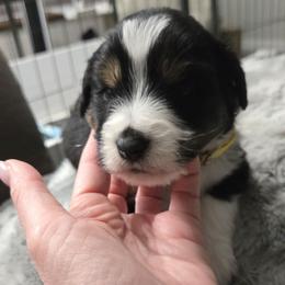 Pepper - Black tri male Miniature American Shepherd puppy in Santa Rosa, California from BennettValleyAussies