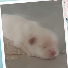 Shih Tzu Puppies from N.F.S.T Imperial ShihTzu Puppies.