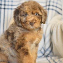 Asher - Red merle male Aussiedoodle puppy in Delta, Colorado from PTK Ranch