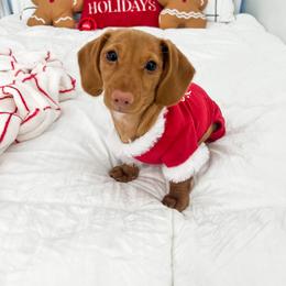 Dachshund Puppies from Lee’s Legendary Lines