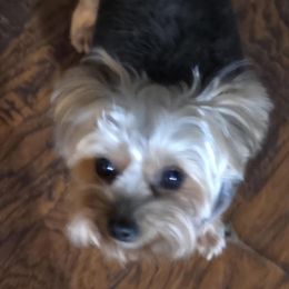 Cleo - Yorkshire Terrier