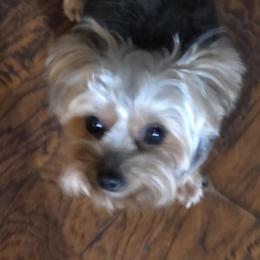 Cleo - Yorkshire Terrier