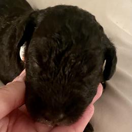 Bedlington Terriers from Snowcap Bedlingtons