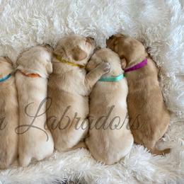 Labrador Retriever Puppies from Bohlken Labradors