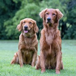 Golden Retrievers from TalkAbout Retrievers