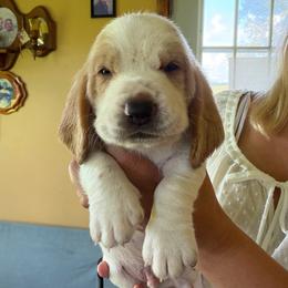 Damon - Red and white male Basset Hound puppy in Guys Mills, Pennsylvania from Hidden Heart Basset Hounds