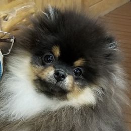 Caesar - Pomeranian