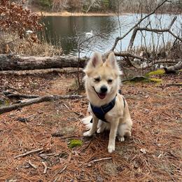 Sisu - Pomsky